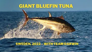 Giant Bluefin Tuna, Sweden 2022 - with team Darwin