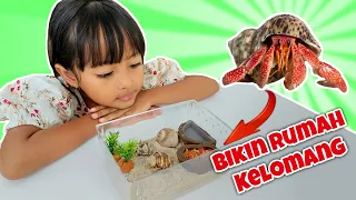 Sabil Bikin Rumah Untuk Kelomang | Membuat Rumah Hias Umang Umang