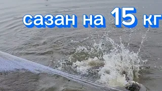 Сазаны на каждом забросе. кастинговпя сеть рыбалка в корее #fishing  #рыбалка