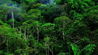 SLEEP IN NATURE Jungle Sounds from India