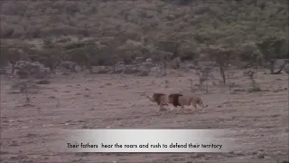 A young male lion coalition return to take their fathers territory