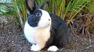 From Cage to KINGDOM: See This Fluffy Explorer Conquer the Backyard!