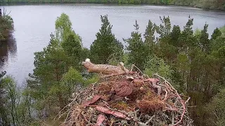 Live osprey nest camera at Loch of the Lowes Wildlife Reserve