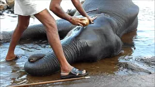 Elephant Comes To The Rescue