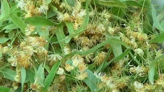 заготовка цветов липы на зиму  linden flowers harvesting for the winter