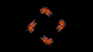 Butterfly Hologram Video Long 10 min[ Screen Down ]