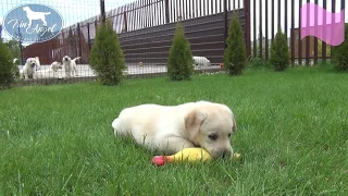 Девочка с Розовой лентой 6 недель | Щенки лабрадора / Labrador puppies