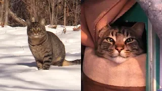 2 Abandoned Cats Rescued from FREEZING Weather
