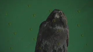 Raven looking down green screen video 28. Real Green Screen Animals shot on Red Digital Camera 5K