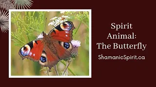 Animal Spirit Guide: The Butterfly (Shamanic Power Animal). Butterfly Symbolism