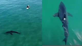 Great White Sharks in Clear Water Near Humans