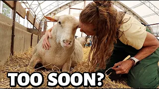 Summer lambing begins! ...eight days early. | Vlog 698