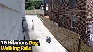 Top 16 Funniest Dog Walking Fails Caught On Camera