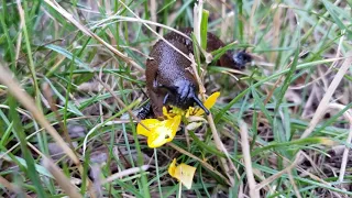 Slug nomming on a flower.