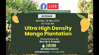 Ultra High Density Mango Plantation with Jain Technology! (Telegu)