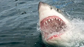 SCARY Shark Attacks/Encounters Caught On Camera!