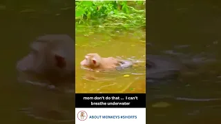 Poor baby monkey almost drowned underwater #shorts