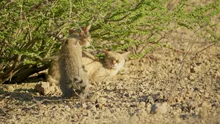 African Wild Cat Fight (Kgalagadi 4K)