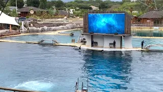 Франция. Антибы. Водный парк Marineland. Шоу косаток и дельфинов