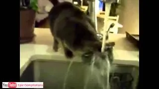 Epic Funny Cats   Cute Cats Compilation   60 minutes!! HDHQ   81