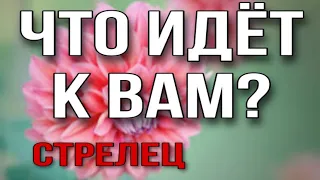 СТРЕЛЕЦ, Что идет к Вам на этой неделе Таро прогноз гороскоп на неделю 5-11 сентября, анна зверева,