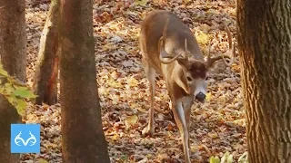 Giant Buck on Hot Doe | Illinois Rut Action | Monster Bucks Mondays