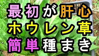 ホウレン草　自然農法　無農薬・不耕起最初が肝心　かんたん栽培 　極力簡単な作り方を考える　１分もかからない種まき