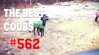 Best COUB #562 - HOT WEEKS VIDEOS