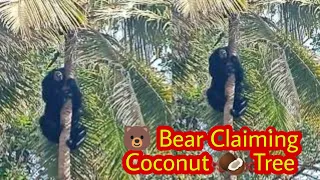 Bear Claiming Coconut Tree | Aggressive Bear Falls from a Tree | Black Bear Climbs very high in tree