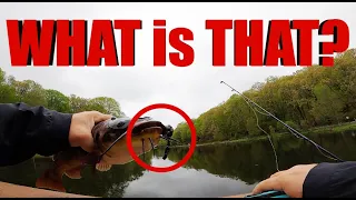 BIG Bullhead Catfish with CANCER??! Catfish with tumors!