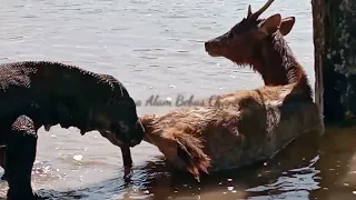 Komodo dragon bites deer on the beach