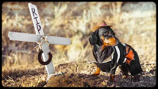 Goodbye Old Friend! Cute & funny dachshund dog video!