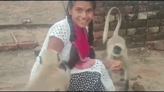 new funny bandar mama video/bandar mama pahan pajama/funny video/#youtube #viral#animal#newvideo