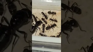 Camponotus japonicus