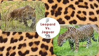 What is the difference between a leopard and a jaguar