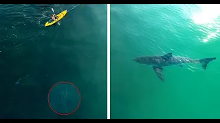 Kayakers Have No Idea Two Great White Sharks Are Following Them