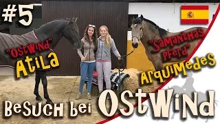 Zu Besuch bei Ostwind - Kenzie arbeitet mit Atila und Archimedes #5