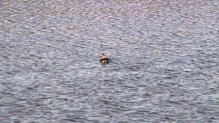 長尾鴨(Long-tailed Duck), 1/19/2014