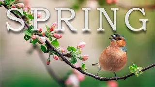 Peaceful Instrumental Music with Beautiful Views of Spring | Soothing Music Therapy