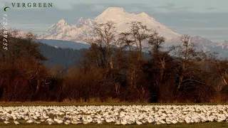 Snow Geese Migration | Skagit Valley