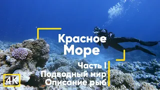 Рыбы Красного моря (с описанием). Часть 1. Египет. Дайвинг.