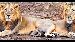 India: Asiatic lion population in Gujarat rises to 674 in five years