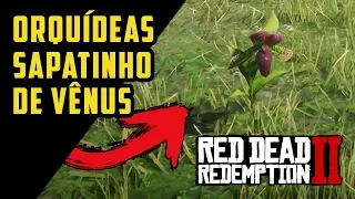 RED DEAD REDEMPTION 2 – ORQUÍDEAS SAPATINHO DE VÊNUS (ITENS EXÓTICOS) | RDR2 100% PT-BR