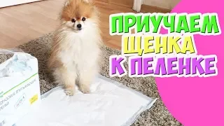 Как приучить Щенка ходить на пеленку