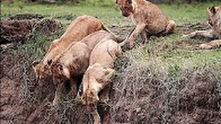 Чудесное спасение львенка / Львы спасли львенка с ущельи глубиной 12 м / Поразительное спасение