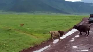 Buffalo Throws Lion