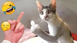 😂🤣 So Funny! Funniest Cats and Dogs 🤣😍 Funny Animal Videos #17