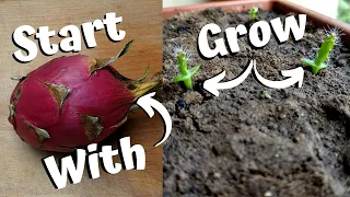 Growing Dragon Fruit From Seed