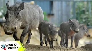 Warzenschwein: Ein neuer Freund | OLI's Wilde Welt | SWR Kindernetz