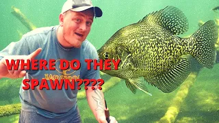 Crappie Spawn | Everything You NEED To KNOW!